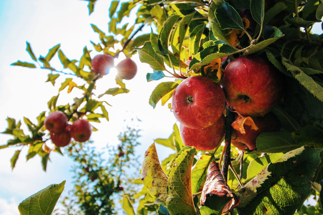 Jaki preparat zastosować na parcha jabłoni?